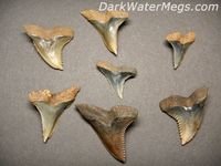 Hemipristis / Snaggle Teeth