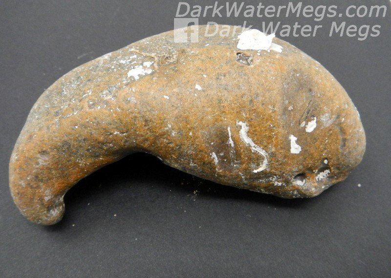 3.92" Orange Whale Ear Bone