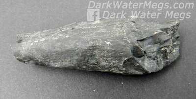 3.0" Shiny Black Fossil Sperm Whale Tooth