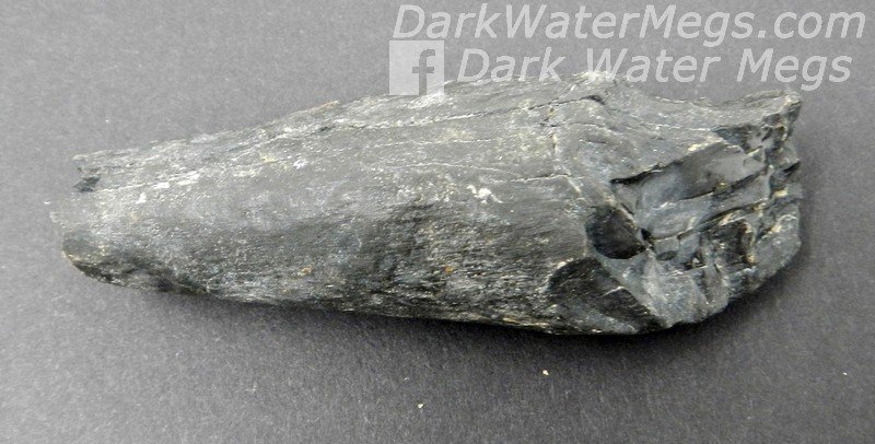 3.0&quot; Shiny Black Fossil Sperm Whale Tooth