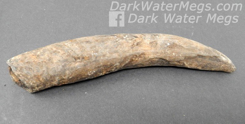 4.32" Long brown sperm whale tooth