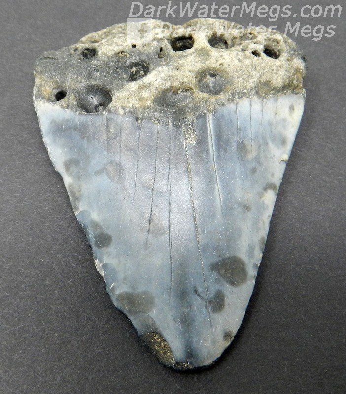 2.2" Speckled blue great white tooth