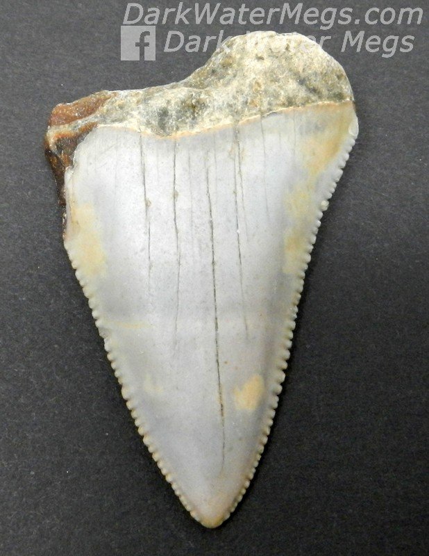 2.25" Light colored great white tooth