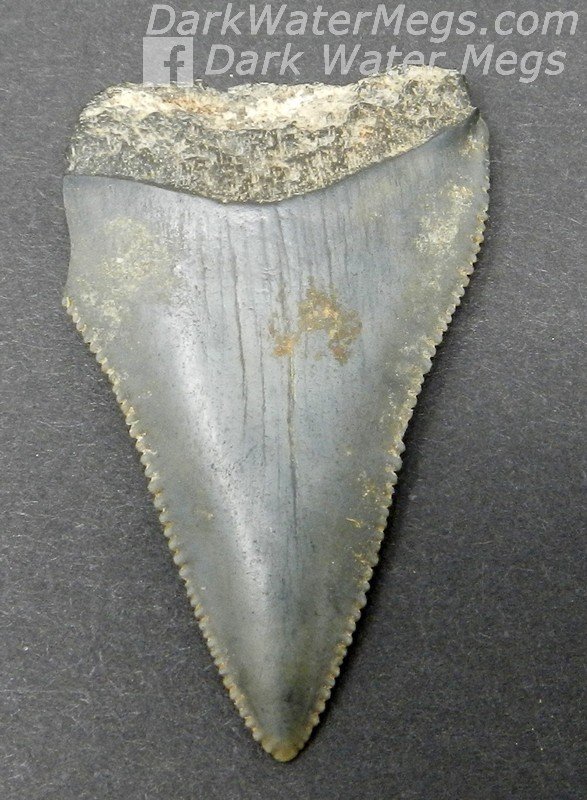 1.77" Serrated Great white tooth fossil