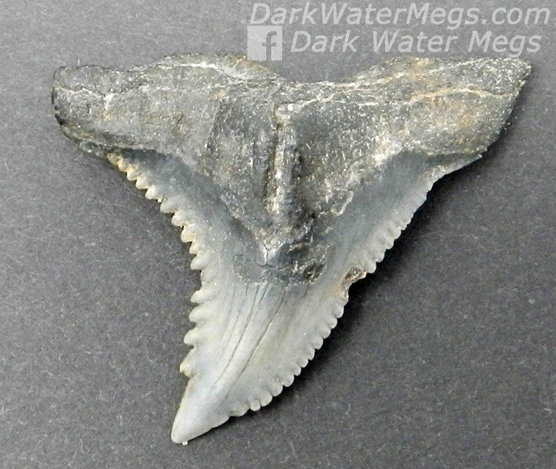 1.55" Large sharkp hemipristis / snaggle tooth