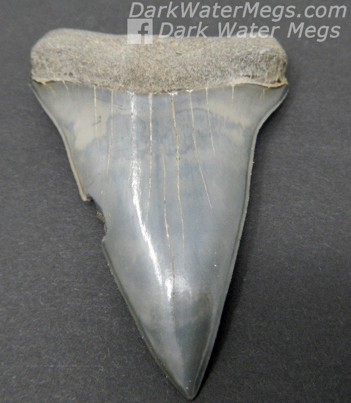 2.56" Large Sharp fossilized mako tooth