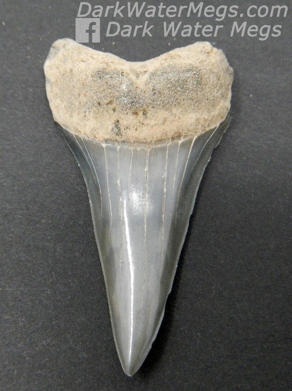2.08" Long skinny fossilized mako tooth