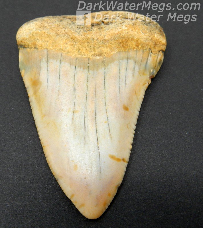 2.31" Light colored great white tooth fossil