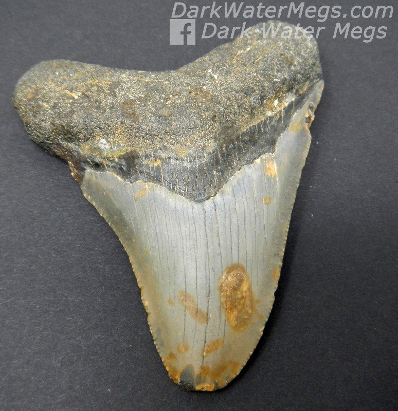 3.22" Grey megalodon tooth