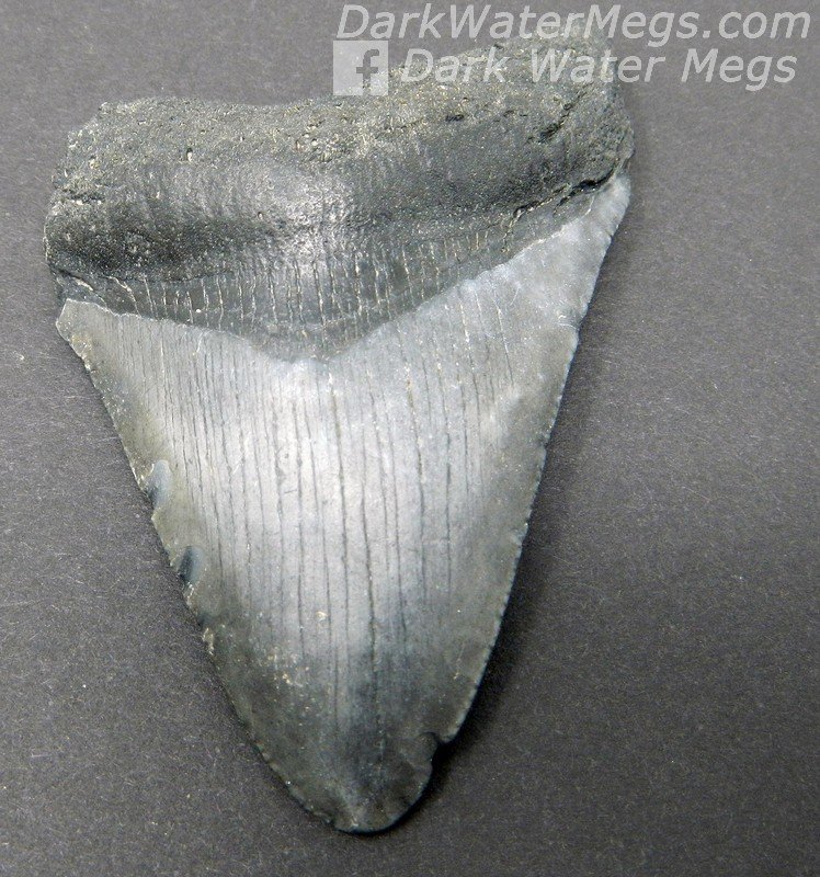 2.80" Black and grey megalodon tooth