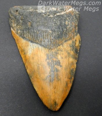 3.52" Orange and black megalodon tooth