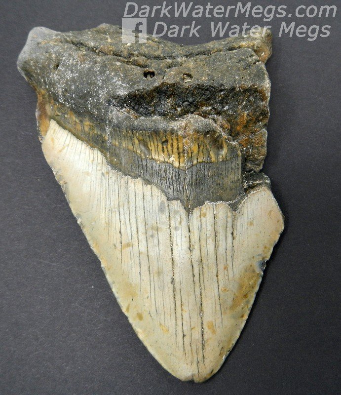 5.14" Large Megalodon Tooth