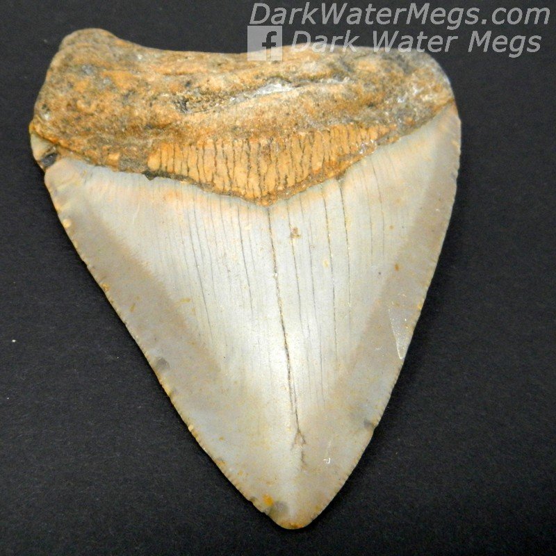 3.63" Orange and cream megalodon tooth