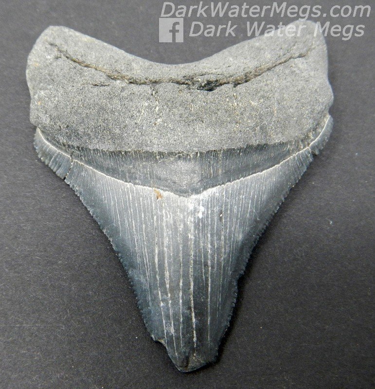 2.64" Black Megalodon tooth