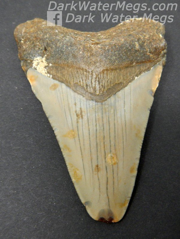 2.83" Brown and tan megalodon tooth