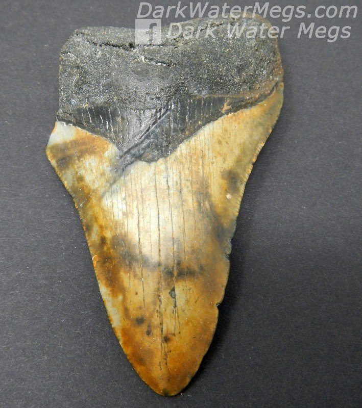 3.50" Black and orange BITE MARKED megalodon tooth
