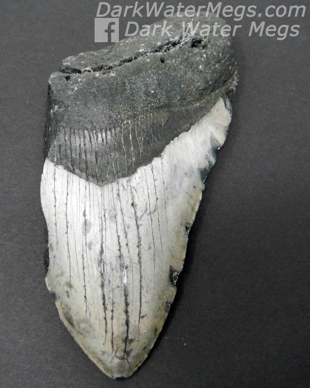 5.28" Black and grey megalodon tooth