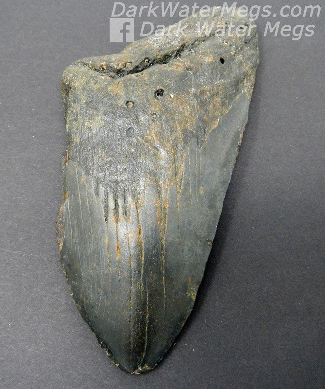 5.53" Worn black megalodon tooth