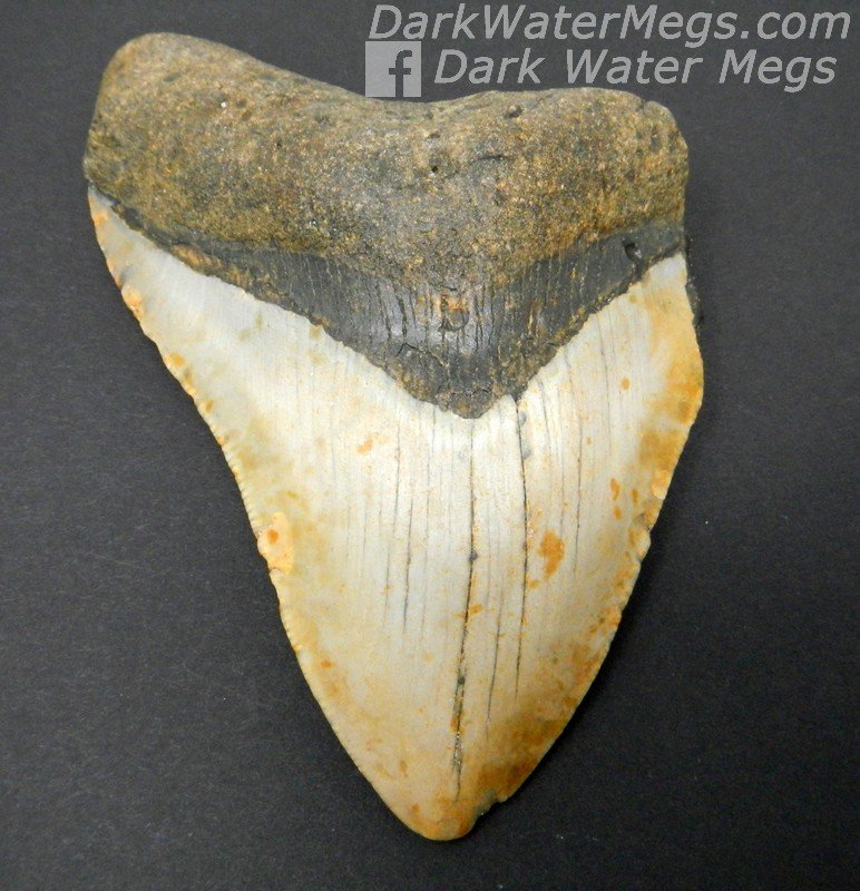4.42" Brown and cream colored megalodon tooth