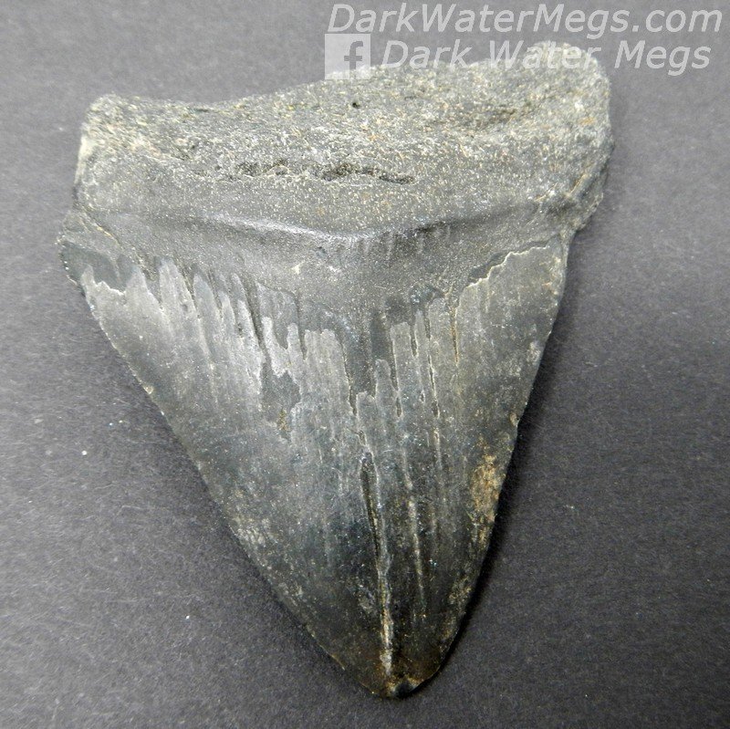 2.15" Small Megalodon Tooth