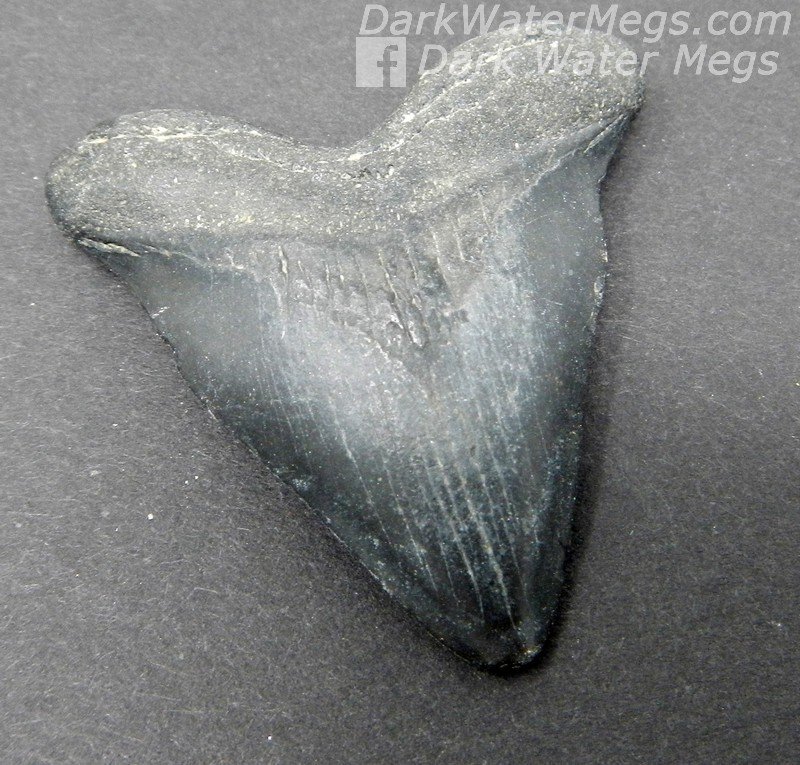 1.74" Baby Megalodon "Hubble" shark tooth