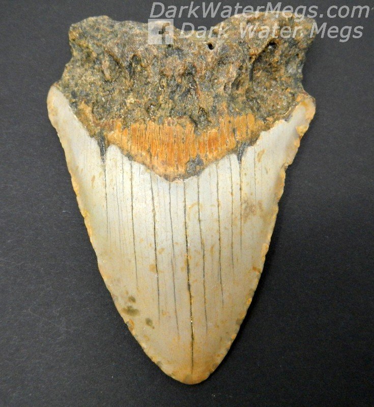 3.98" Brown, orange, and tan megalodon tooth