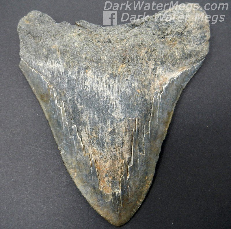 5.56" Large megalodon tooth