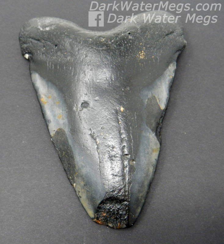 5" Shiny worn megalodon tooth