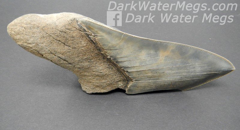 5.13" Sharply serrated megalodon tooth