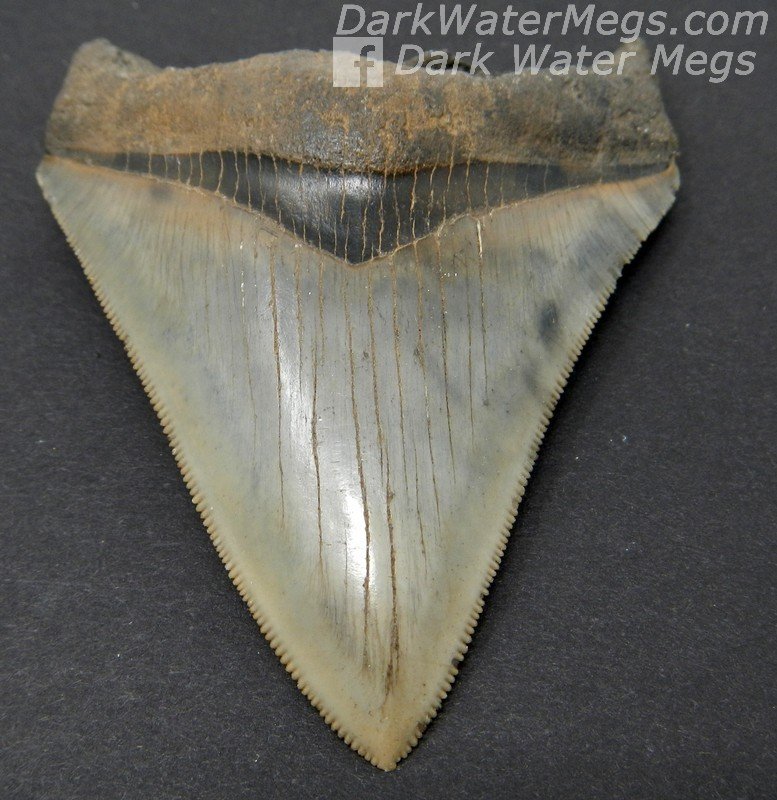 3.24" Sharp and pointy megalodon tooth