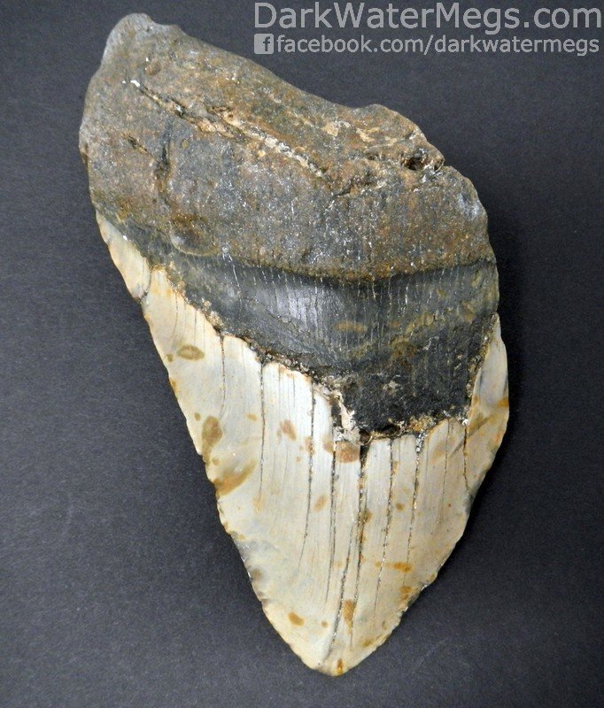 5.79" Extra Large Megalodon Tooth