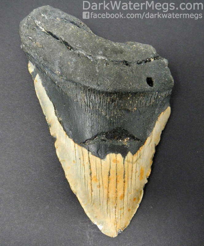 5.85" Big Megalodon Tooth