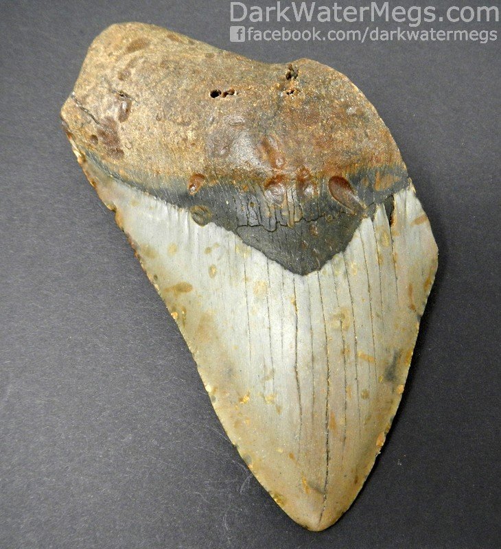 5.22" Large Megalodon Tooth