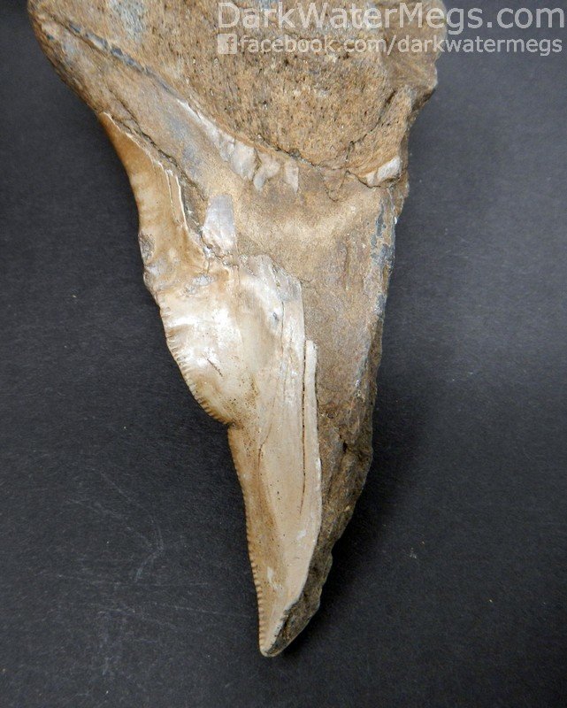 4.25" Bargain Pathological / Deformed Megalodon Tooth