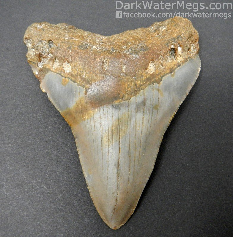 3.38" Megalodon Tooth Brown and Reds