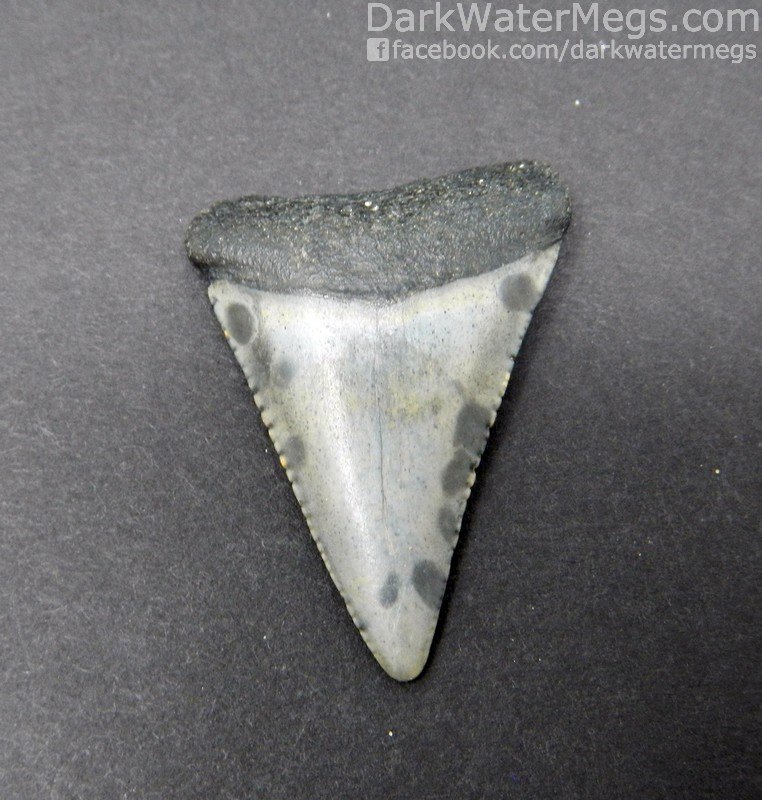 1.63" Speckled Great White Tooth