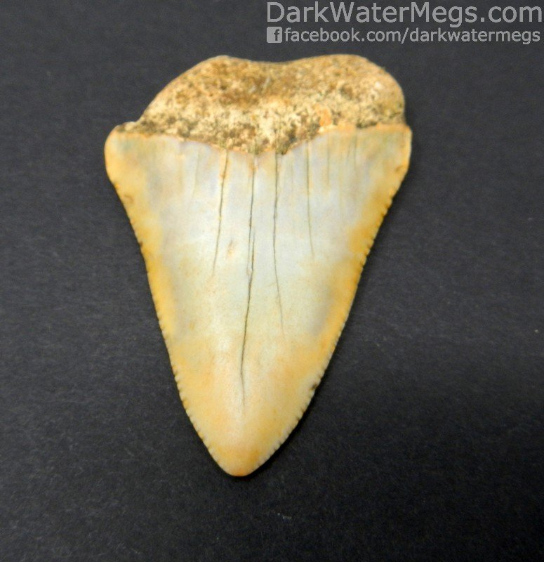 2.42" Big Blond Great White Tooth Fossil