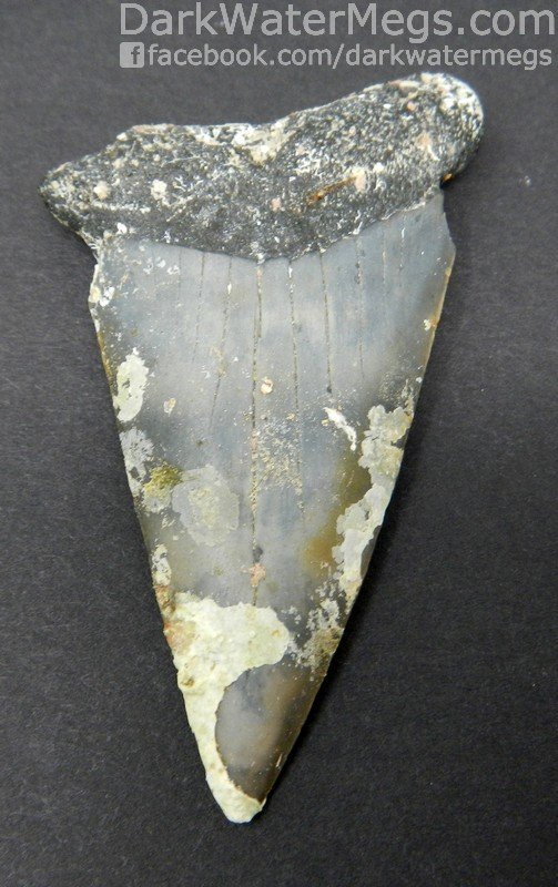 2.48" Long Uncleaned Mako Tooth
