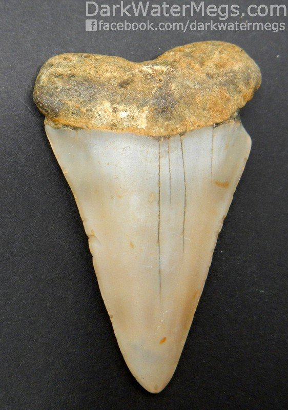 2.64" Large Blond Mako Tooth