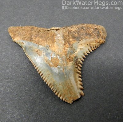 1.65&quot; Large Brown Snaggle Tooth