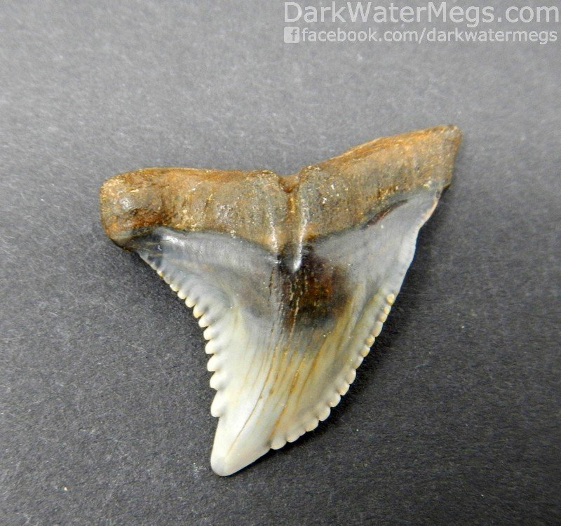 1.19" Multi Colored Snaggle Tooth