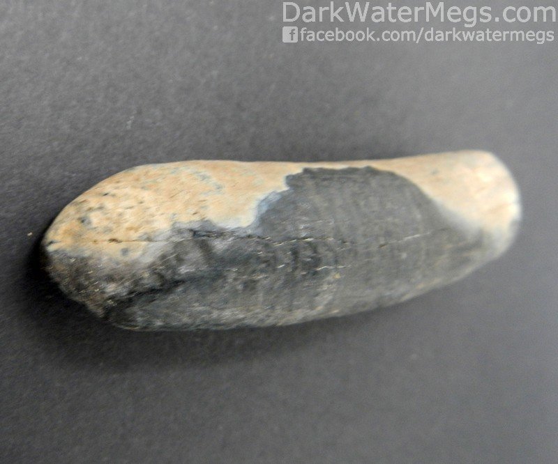 3.05" Multi Colord Fossil Sperm Whale Tooth