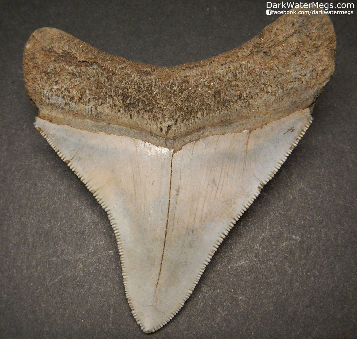 3.26" Sharply Serrated Megalodon Tooth