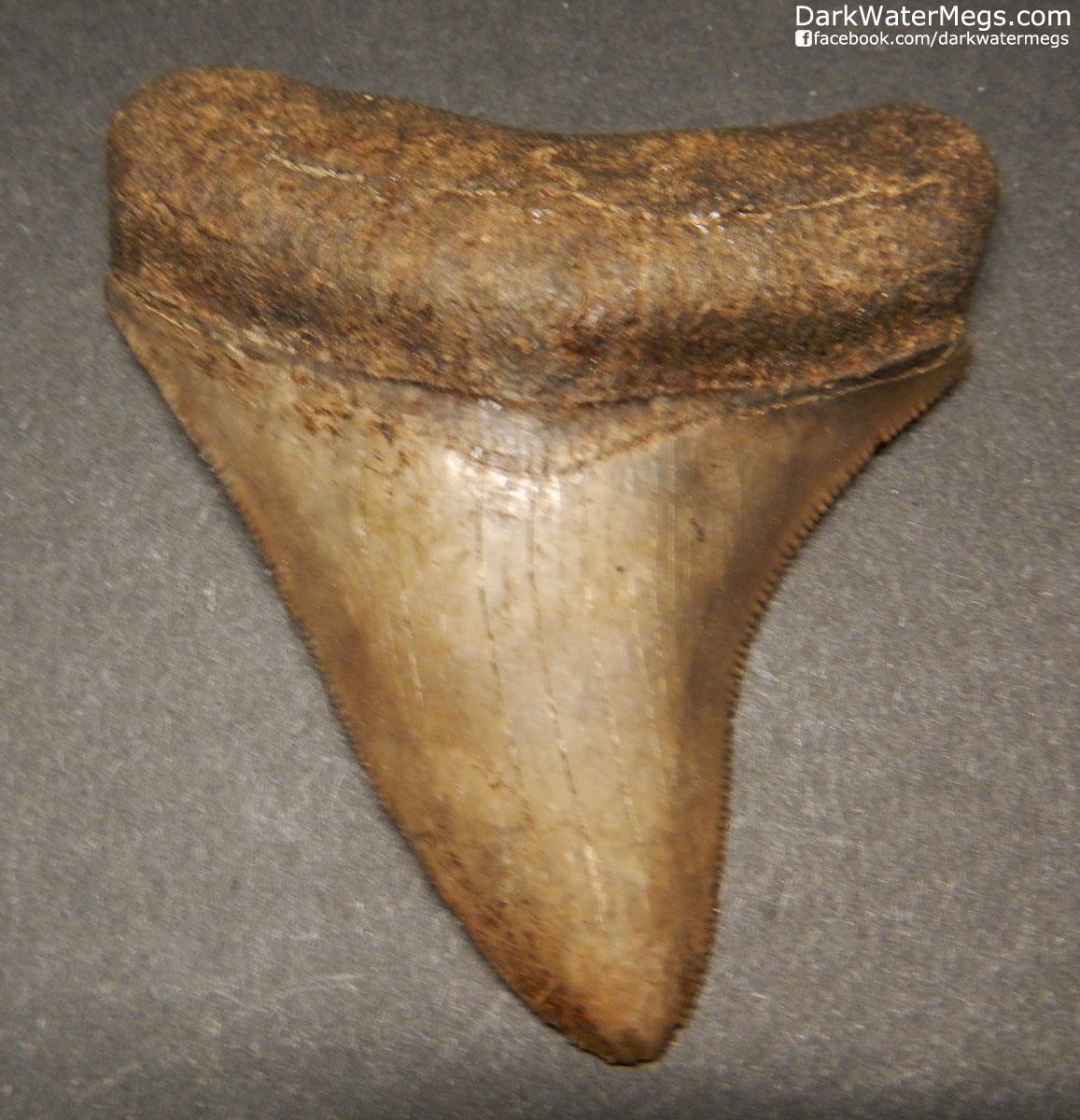 2.76" Shiny Brown Megalodon Tooth