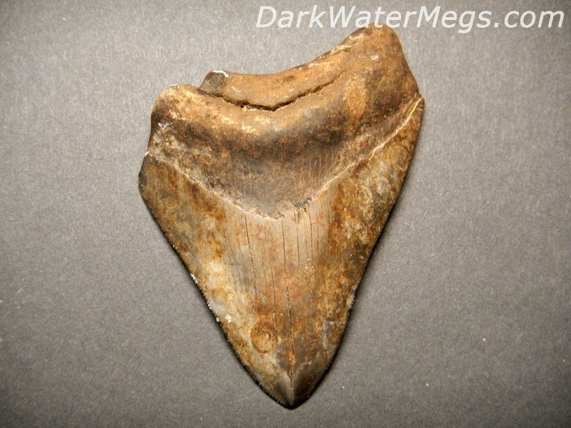 3.86" Cheap Megalodon Tooth