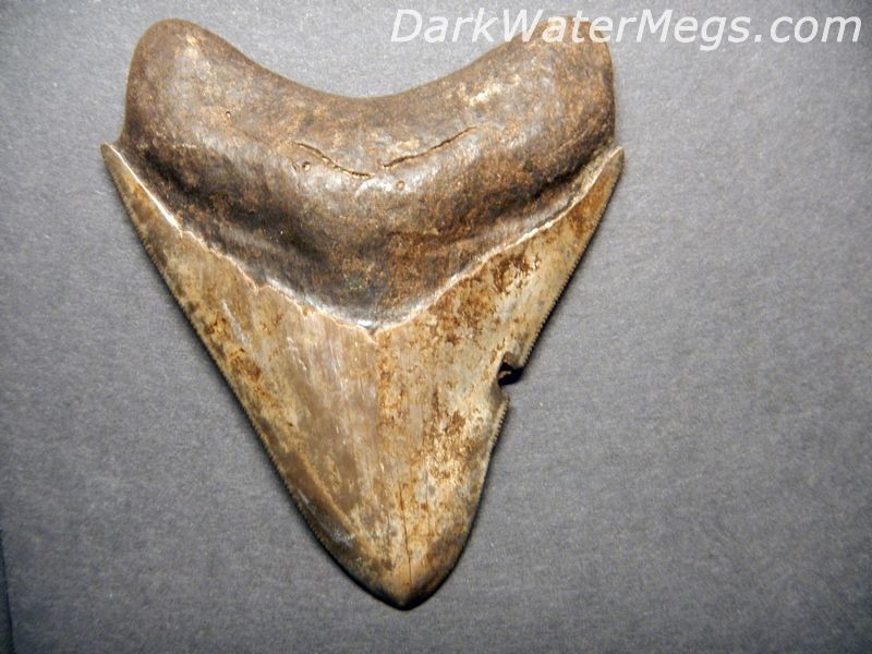4.03" Tooth Marked Megalodon Tooth