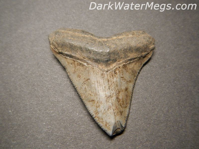 1.7" Baby Megalodon or Hubbell Shark Tooth