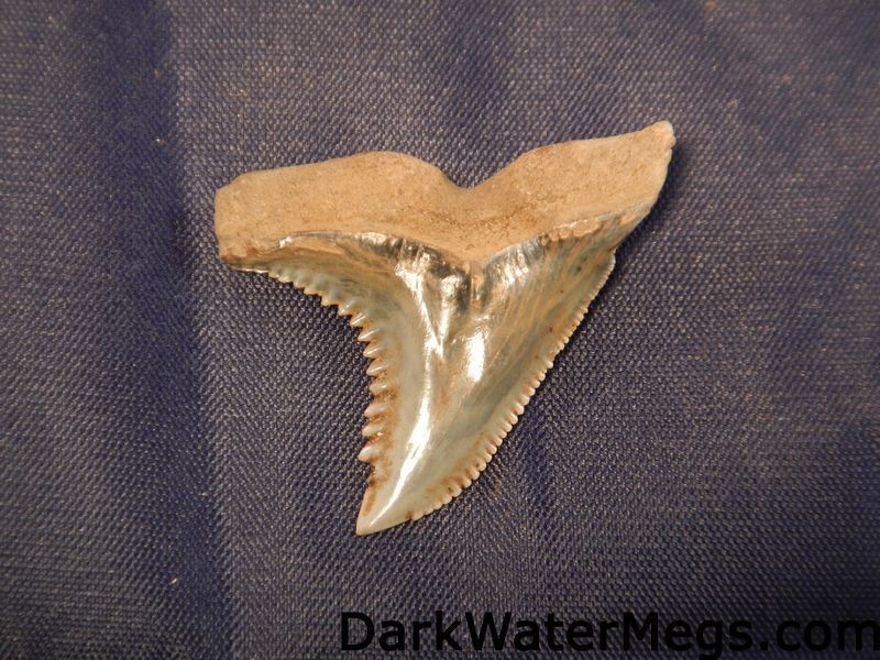 1.46" Blue Hemipristis or "snaggle" fossil shark tooth