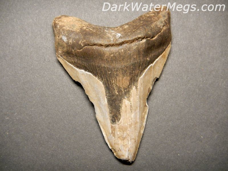 3.96" Cheap Megalodon Tooth