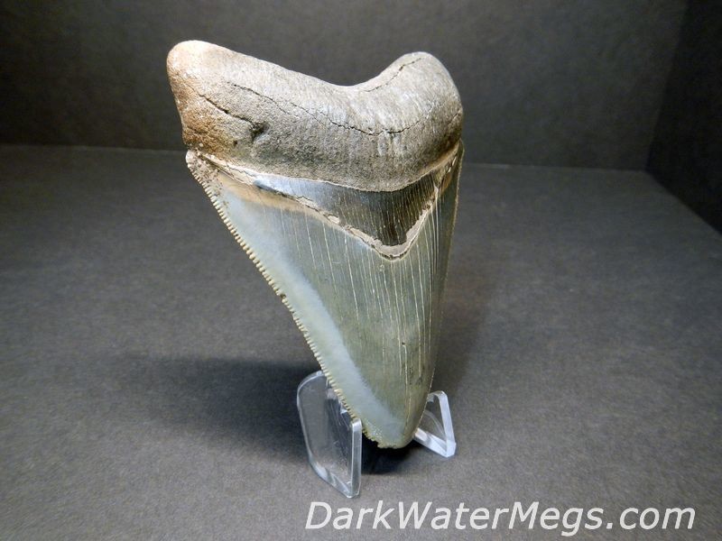 3.6" Blue/Green Megalodon Tooth
